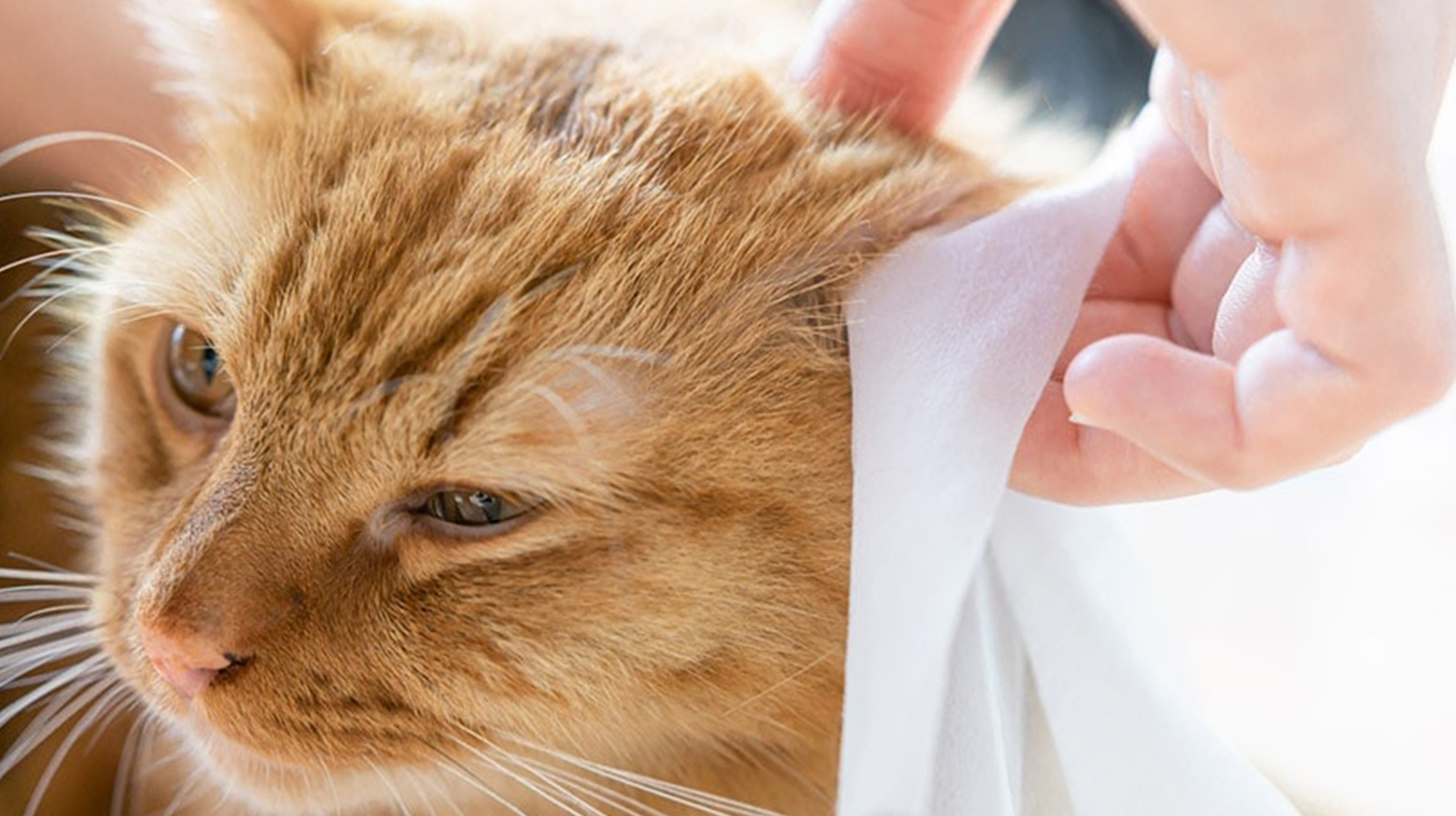 Pet wipes - a new choice for pet cleaning
